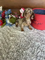 Callie, a female Miniature Dachshund for sale in Lake City, FL – 3 of 3