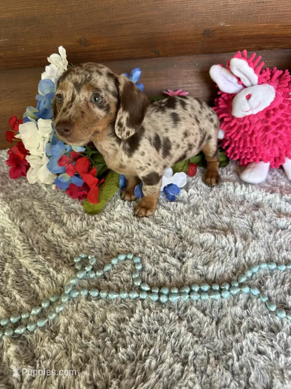 Callie, a female Miniature Dachshund for sale in Lake City, FL – 1 of 3