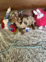 Callie, a female Miniature Dachshund for sale in Lake City, FL – 1 of 3