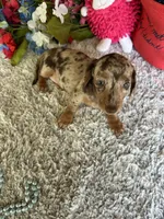 Callie, a female Miniature Dachshund for sale in Lake City, FL – 2 of 3