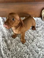Dandee, a male Miniature Dachshund for sale in Lake City, FL – 3 of 3