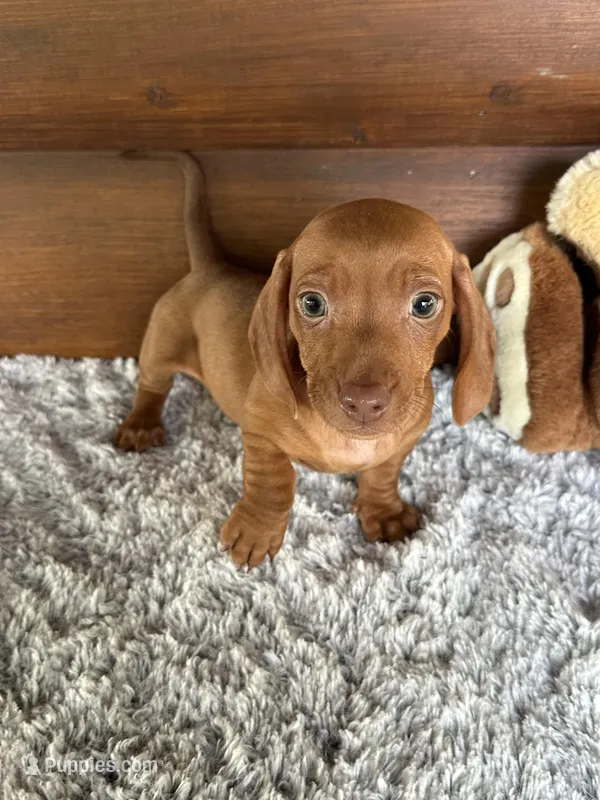 Dandee – Miniature Dachshund puppy for sale in Lake City, FL