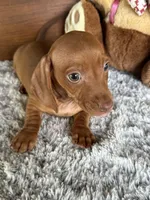 Dandee, a male Miniature Dachshund for sale in Lake City, FL – 2 of 3