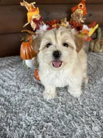 Tabby, a female Yorkshire Terrier and Morkie for sale in Lake City, FL – 2 of 4