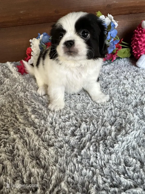 Mindy – Shih Tzu, Mal Shi puppy for sale in Lake City, FL