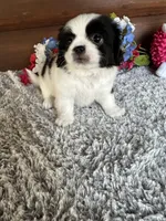 Mindy, a female Shih Tzu and Mal Shi for sale in Lake City, FL – 1 of 3