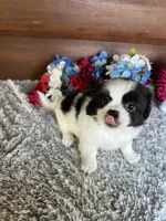 Mindy, a female Shih Tzu and Mal Shi for sale in Lake City, FL – 2 of 3