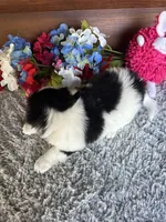 Mindy, a female Shih Tzu and Mal Shi for sale in Lake City, FL – 3 of 3