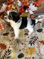 Max/hold, a male Yorkshire Terrier and Morkie for sale in Lake City, FL – 3 of 3