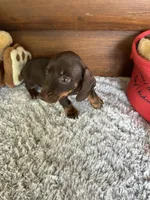 Hershey, a male Miniature Dachshund for sale in Lake City, FL – 2 of 3