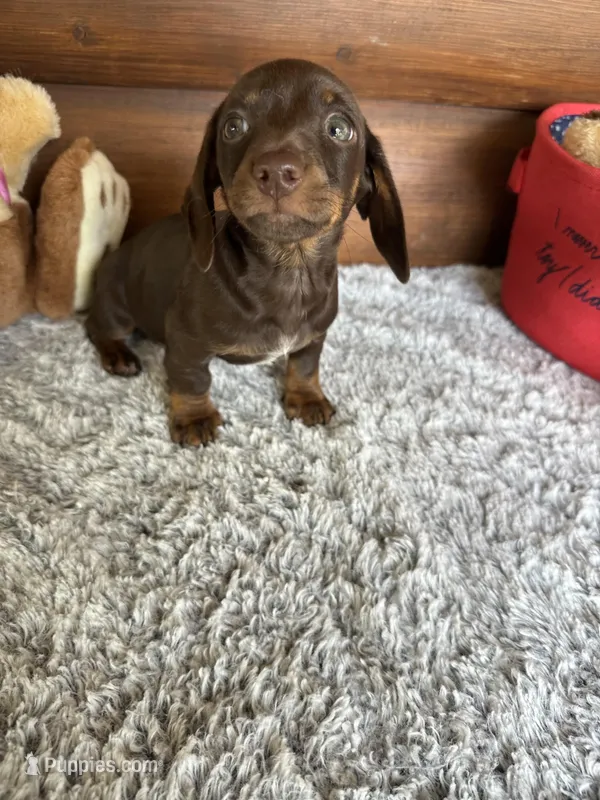 Hershey, a male Miniature Dachshund for sale in Lake City, FL – 1 of 3