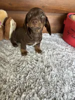 Hershey, a male Miniature Dachshund for sale in Lake City, FL – 1 of 3