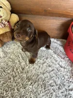 Hershey, a male Miniature Dachshund for sale in Lake City, FL – 3 of 3