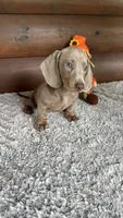 Missy, a female Miniature Dachshund for sale in Lake City, FL – 1 of 4