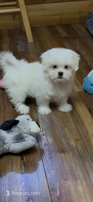 Missy – Maltese, Mal Shi puppy for sale in Lake City, FL