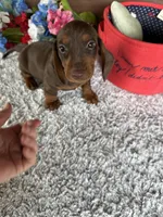 Max, a male Miniature Dachshund for sale in Lake City, FL – Photo 2 of 3