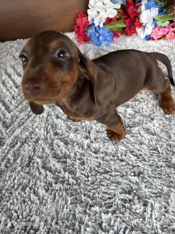 Max – Miniature Dachshund puppy for sale in Lake City, FL