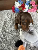 Max, a male Miniature Dachshund for sale in Lake City, FL – Photo 3 of 3