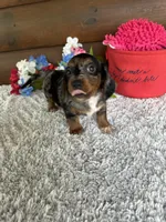 Molly, a female Miniature Dachshund for sale in Lake City, FL – Photo 3 of 3