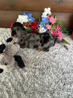 Molly, a female Miniature Dachshund for sale in Lake City, FL – Photo 2 of 3