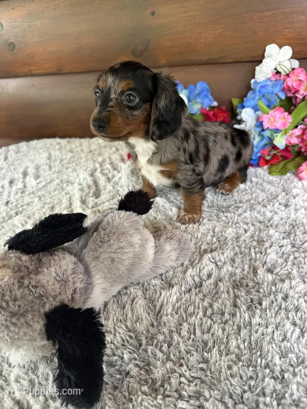 Molly – Miniature Dachshund puppy for sale in Lake City, FL