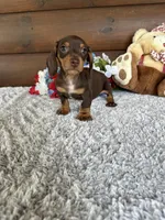 Dakota , a male Miniature Dachshund for sale in Lake City, FL – Photo 2 of 4