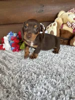 Dakota , a male Miniature Dachshund for sale in Lake City, FL – Photo 1 of 4