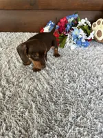 Dakota , a male Miniature Dachshund for sale in Lake City, FL – Photo 4 of 4