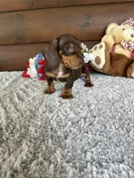 Dakota , a male Miniature Dachshund for sale in Lake City, FL – Photo 3 of 4