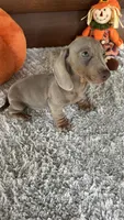 Missy, a female Miniature Dachshund for sale in Lake City, FL – 3 of 4