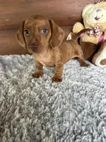 Duke, a male Miniature Dachshund for sale in Lake City, FL – 1 of 3