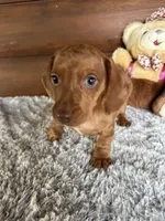 Duke, a male Miniature Dachshund for sale in Lake City, FL – 2 of 3