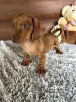 Duke, a male Miniature Dachshund for sale in Lake City, FL – 3 of 3