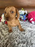 Daisy, a female Miniature Dachshund for sale in Lake City, FL – 2 of 3