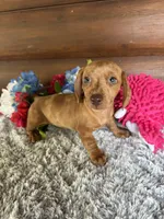 Daisy, a female Miniature Dachshund for sale in Lake City, FL – 1 of 3