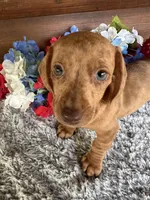 Daisy, a female Miniature Dachshund for sale in Lake City, FL – 3 of 3