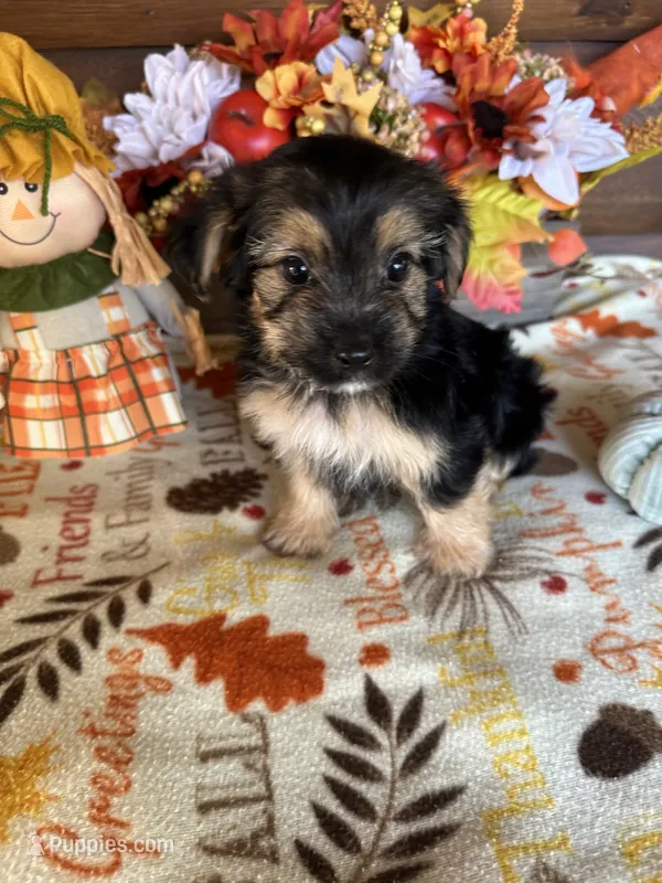 Macey – Yorkshire Terrier, Morkie puppy for sale in Lake City, FL
