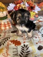 Macey, a female Yorkshire Terrier and Morkie for sale in Lake City, FL – 1 of 3