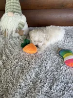 Toby, a male Maltese for sale in Lake City, FL – 3 of 3