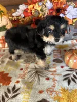 Mack, a male Yorkshire Terrier and Morkie for sale in Lake City, FL – 2 of 3