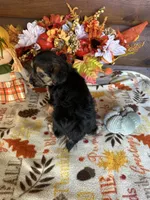 Macey, a female Yorkshire Terrier and Morkie for sale in Lake City, FL – 3 of 3