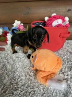 Midnight, a female Miniature Dachshund for sale in Lake City, FL – Photo 2 of 3