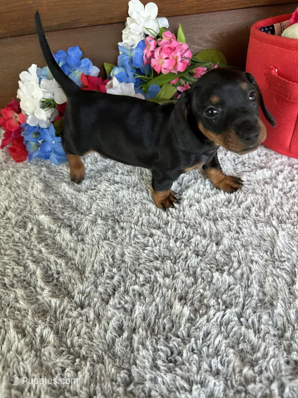 Midnight – Miniature Dachshund puppy for sale in Lake City, FL