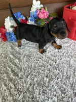 Midnight, a female Miniature Dachshund for sale in Lake City, FL – Photo 1 of 3