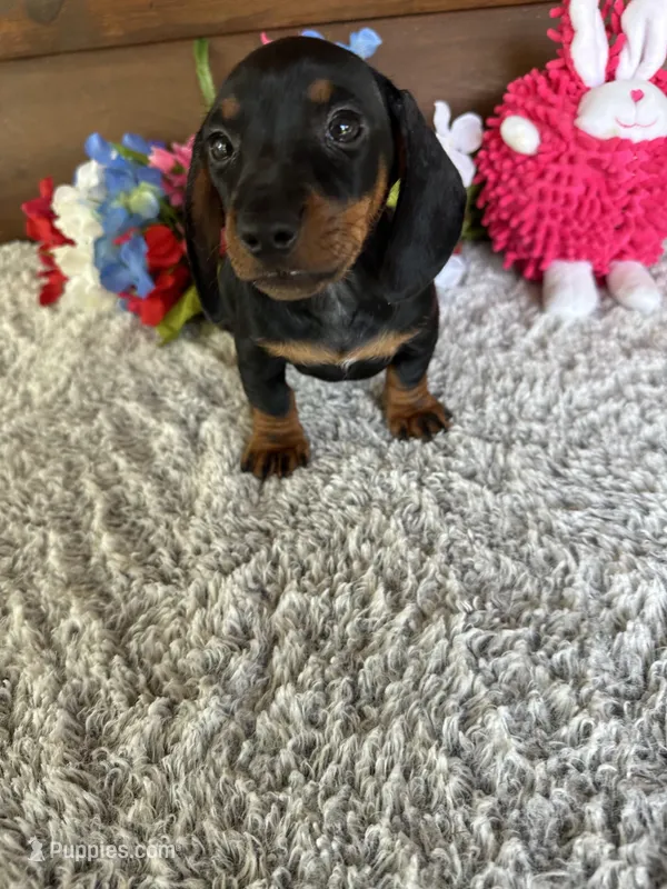 Midnight – Miniature Dachshund puppy for sale in Lake City, FL