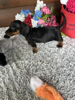 Midnight, a female Miniature Dachshund for sale in Lake City, FL – Photo 3 of 3