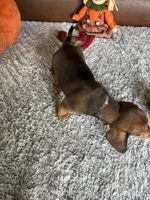 Mandy, a female Miniature Dachshund for sale in Lake City, FL – 2 of 4