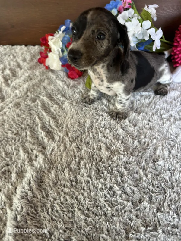 Savannah – Miniature Dachshund puppy for sale in Lake City, FL