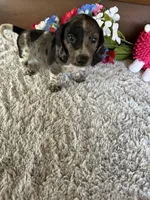 Savannah, a female Miniature Dachshund for sale in Lake City, FL – Photo 3 of 4