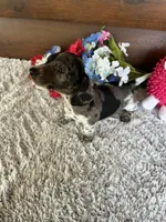 Savannah, a female Miniature Dachshund for sale in Lake City, FL – Photo 4 of 4